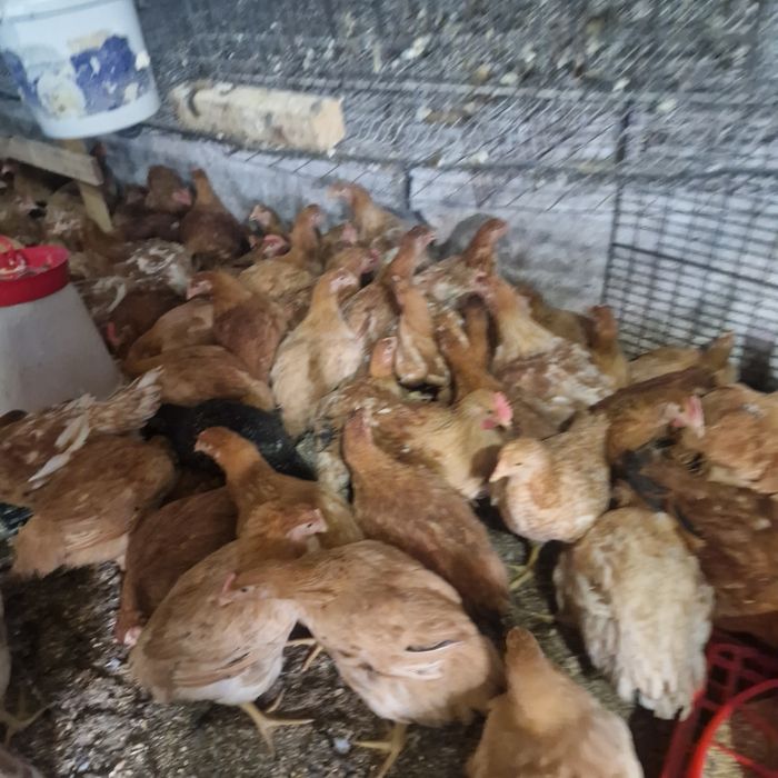 Puicute de ouă moravia si kabir