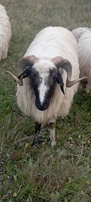 De vânzare doi miori periculoși, se pot vedea produși din ei, preț bun