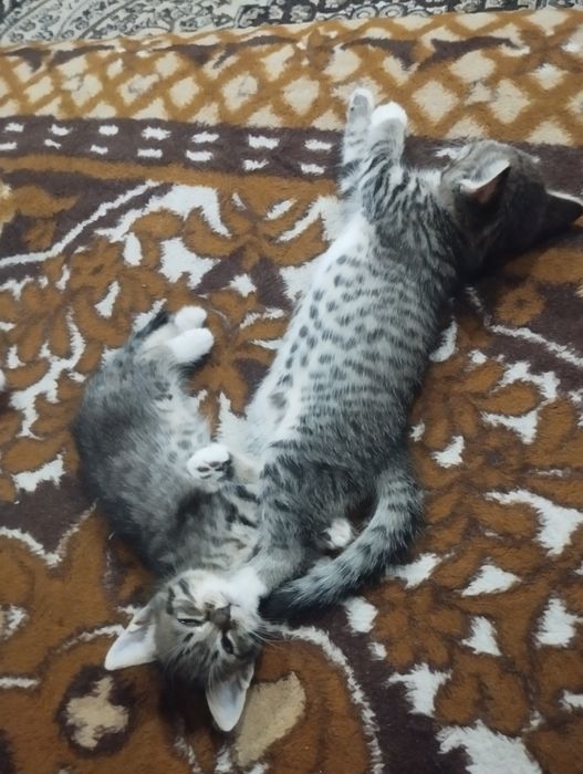 Отдам в добрые руки котят