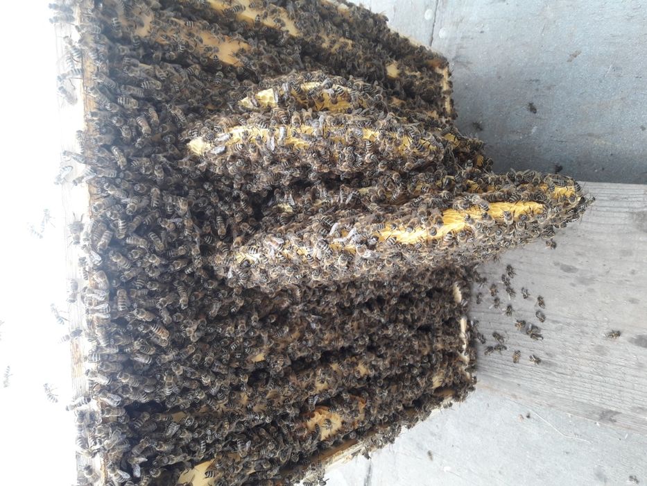 Miere en gross  poliflora 2025