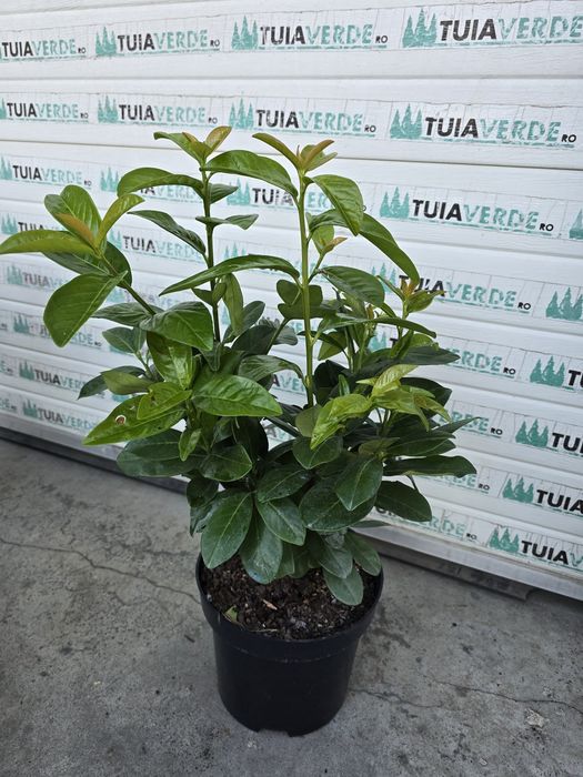 Laur Englezesc NOVITA - prunus Laurocerasus