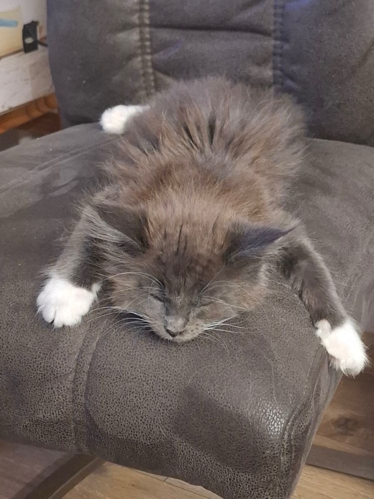 Мейн Кун/Maine Coon/котенца/коте/котки