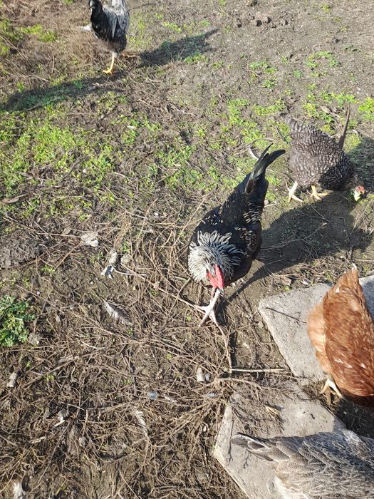 Продавам петлета на 8 месеца