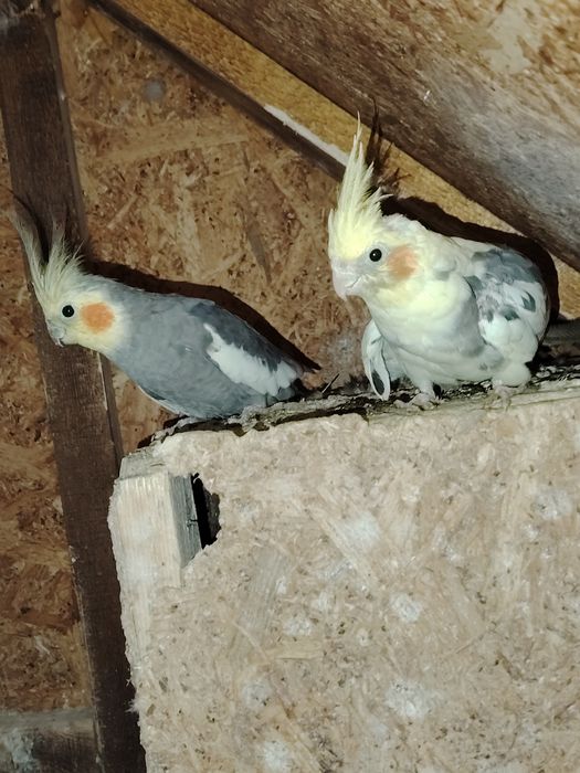 Vând o pereche de papagali nimfe