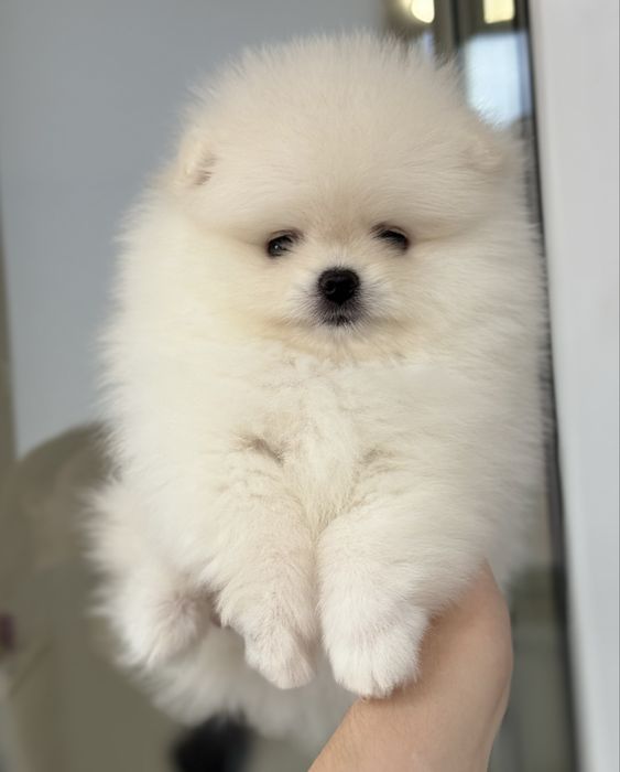 Baietel pomeranian mini/toy!