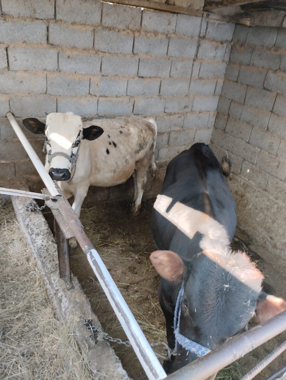 Продам корову и бычков