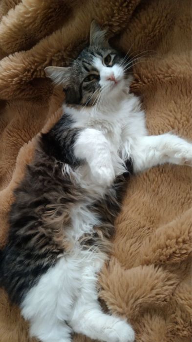 Кошка в добрые ручки