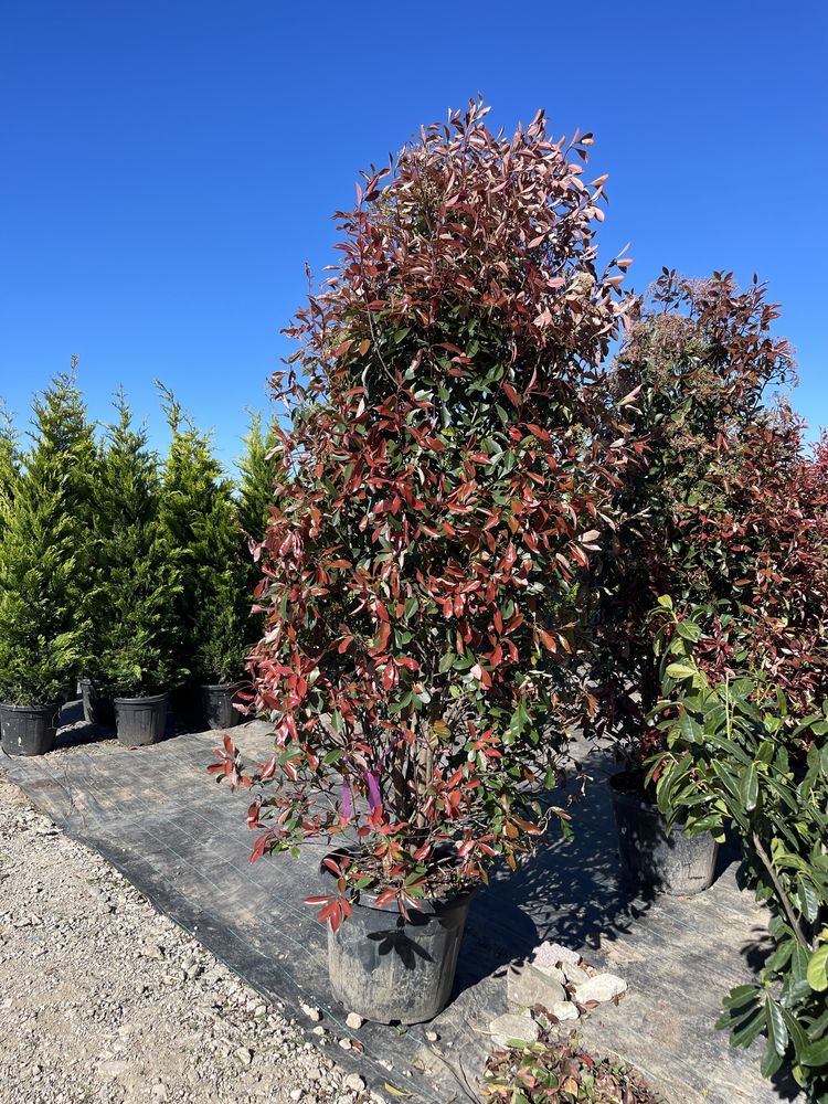 Photinia si alte plante ornamentale