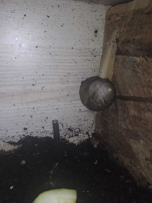 Donez melci Achatina fulica,doar Piatra Neamț ,cu ridicare personală.