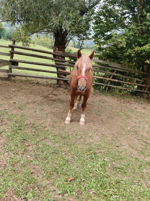 Manz de vnzare mai multe det la nr