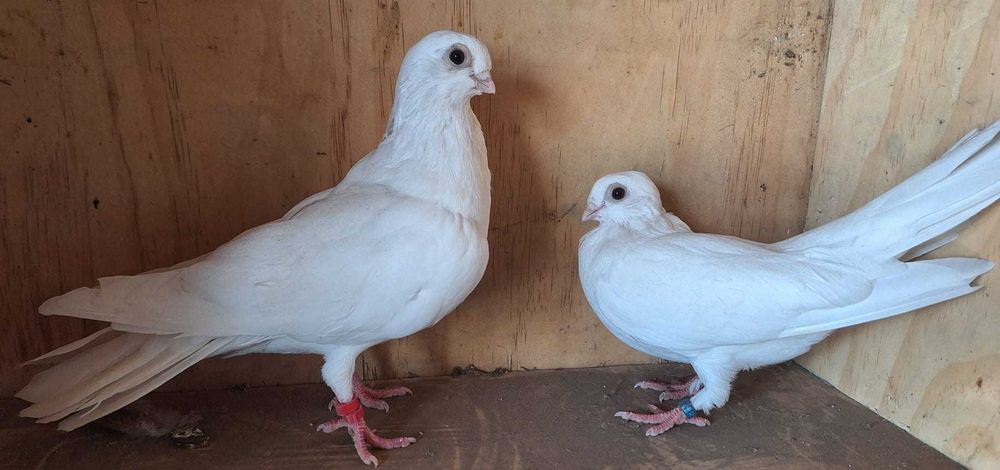 Vand porumbei galateni