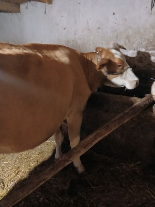 Vând vaca de 6 anu cuminte