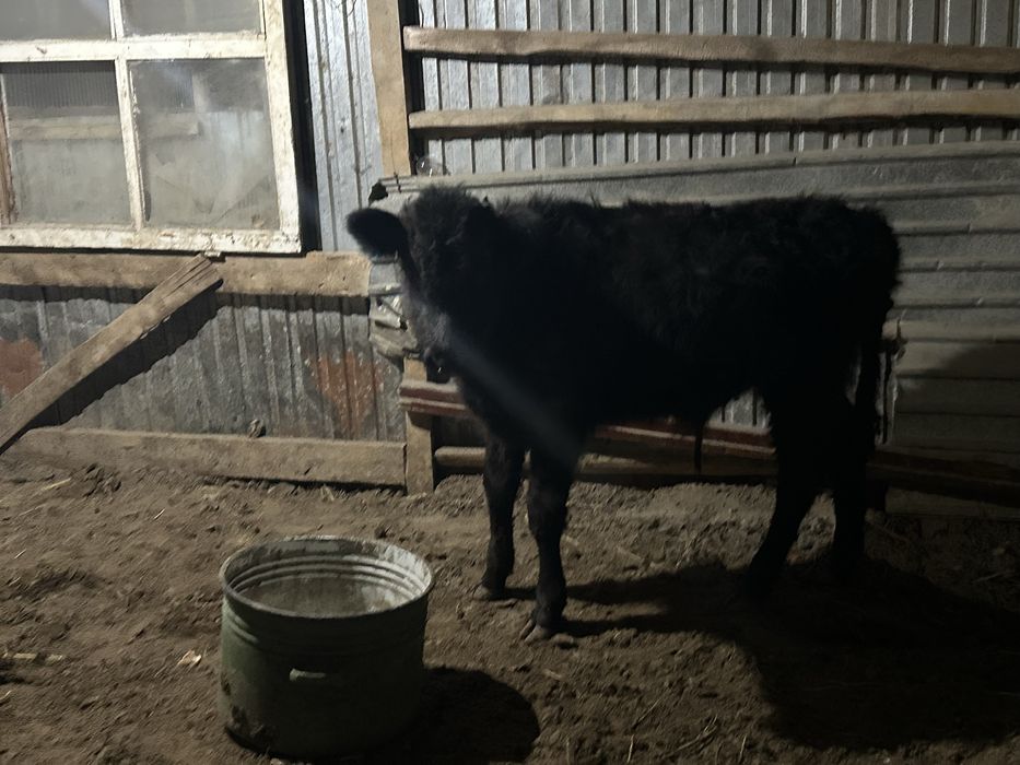 бызаулы сиыр төрт бес литр сут берет