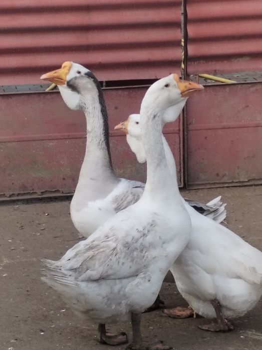 Trei băieți vor alta casa