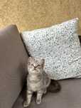 Motanel pentru adoptie