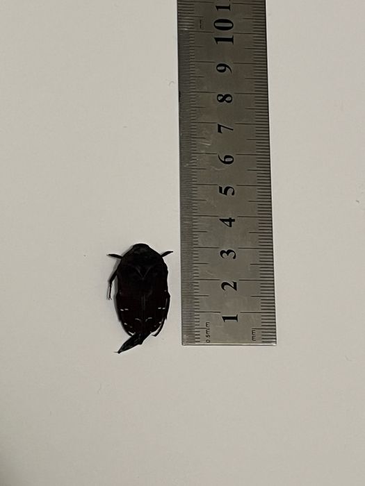 Видове насекоми бръмбари колекция