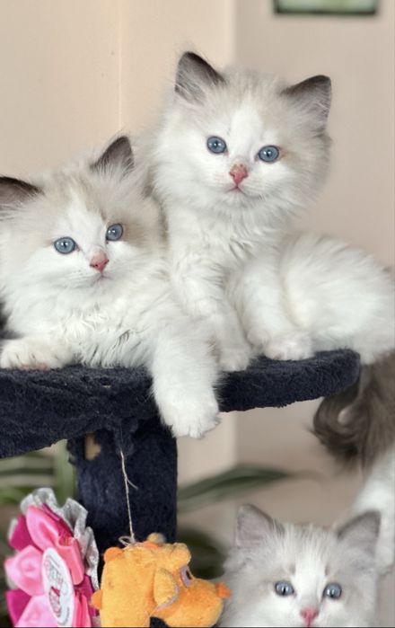 Регдол  / Ragdoll /  котенца