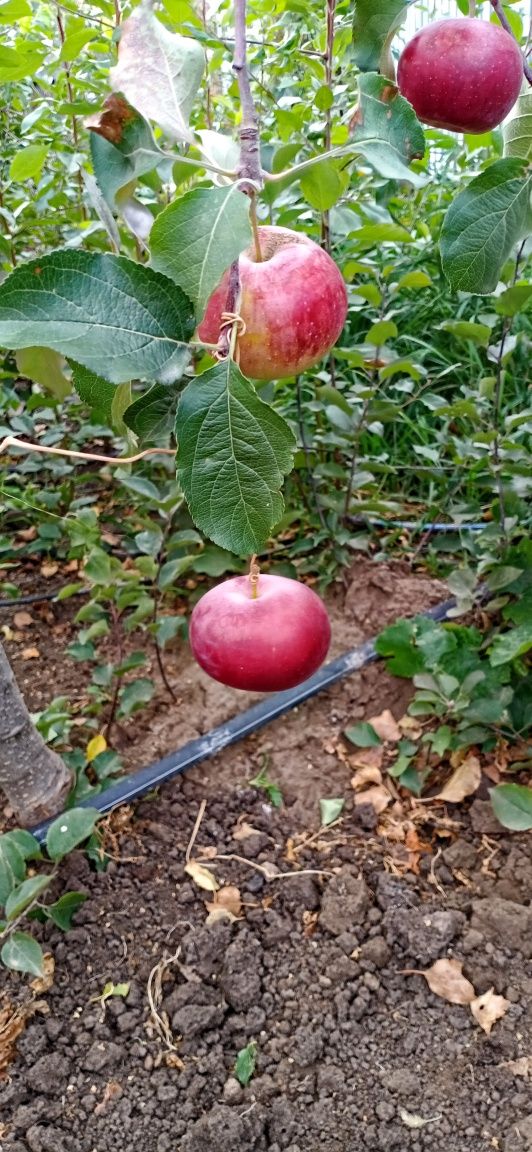 Продам саженцы яблонь, калины, сливы