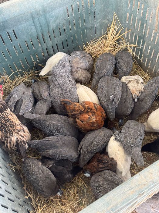 Продавам млади токачки