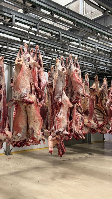 Мясо, баранина реализуем говядину от мясокомбината, конина суб продукт