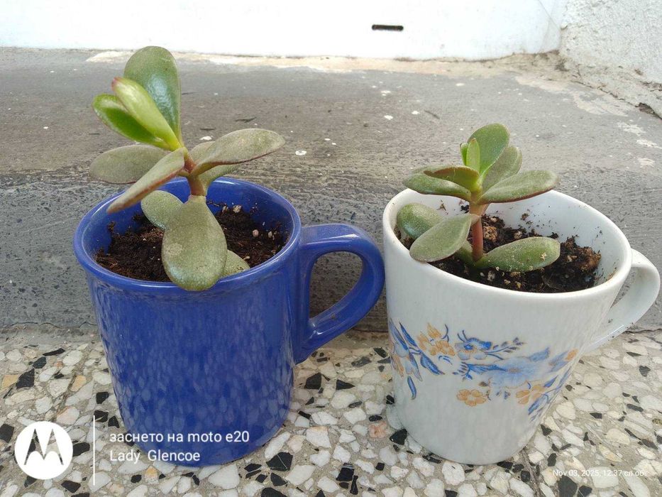 дърво на живота - живо цвете