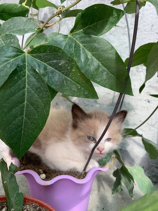 Отдадим в хорошие руки котят.