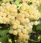 Struguri de vin!!