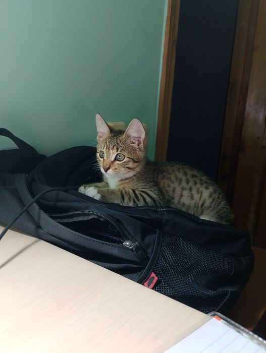 Котенок,3 месяца