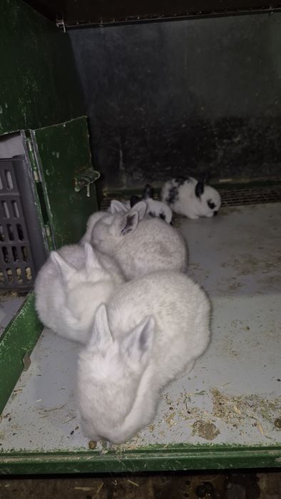 Соглом куёнчалар