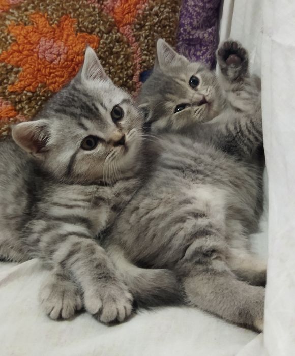 Шотландский котёнок