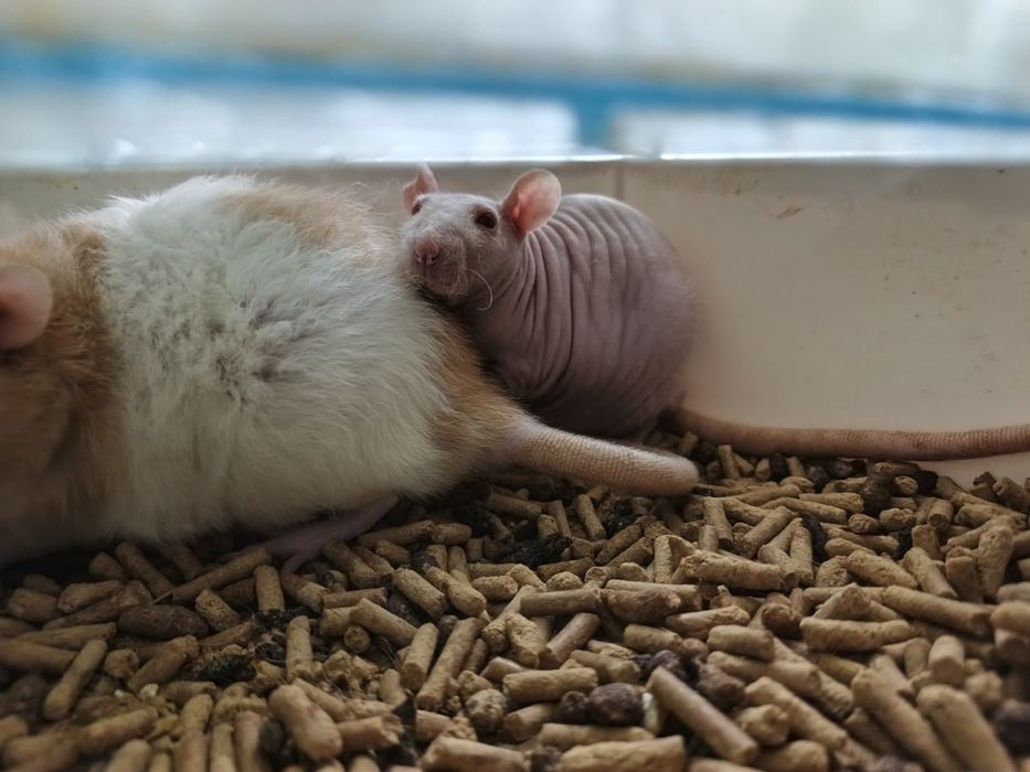 Продам крыс две породистые одна простая