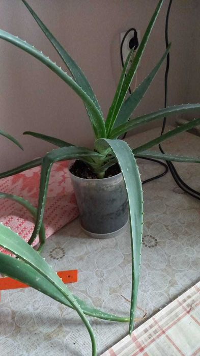 продам комнатные цветы алое вера