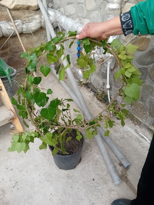 Vând iederă curgătoare plantă cu frunza veșnic verde