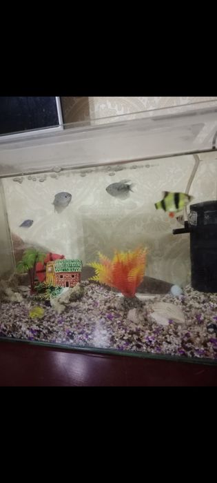 Продается аквариум с рыбами