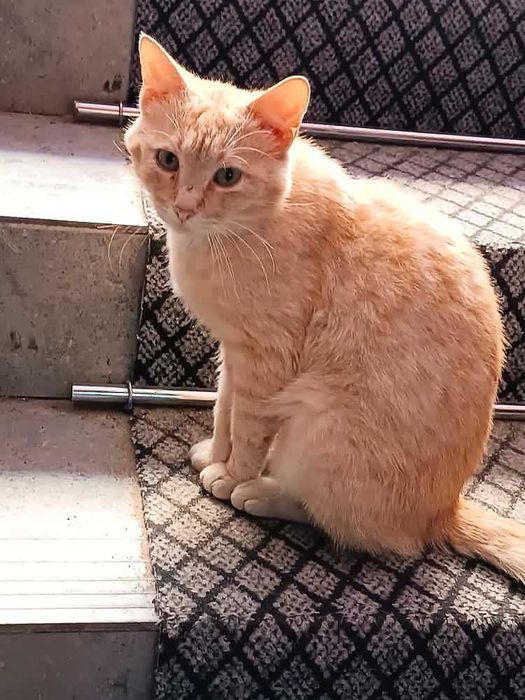 Рыжему коту очень нужен дом!