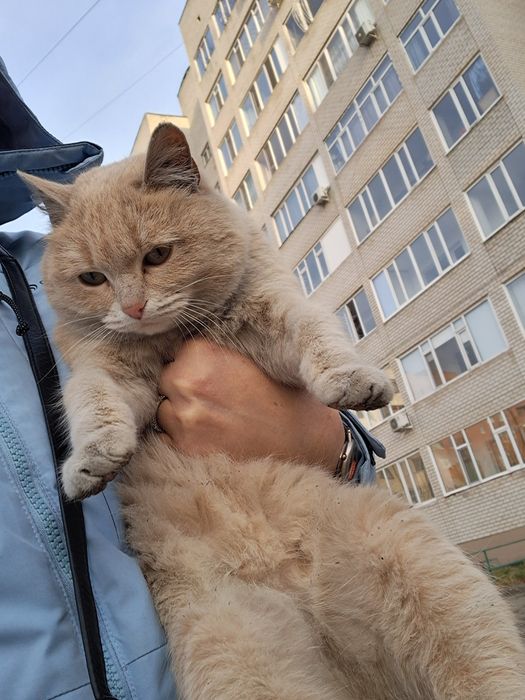 Пристраивается котик,подросток