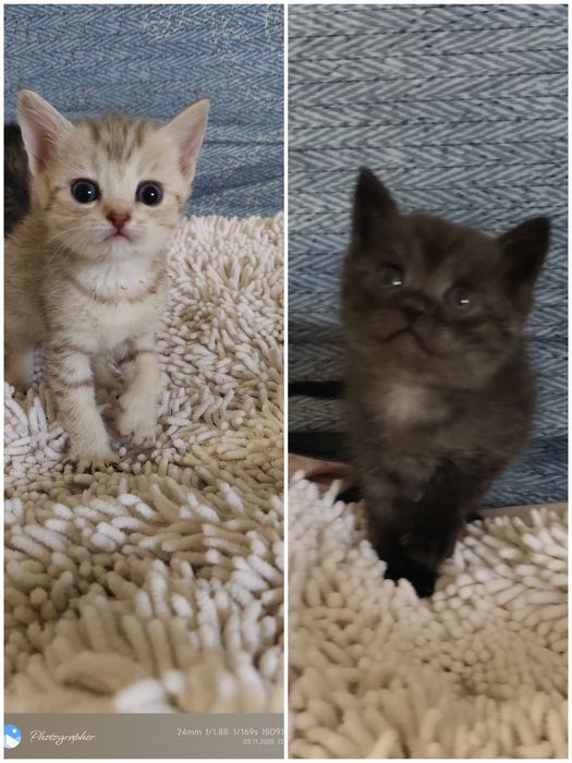 Маленький котята 1мес