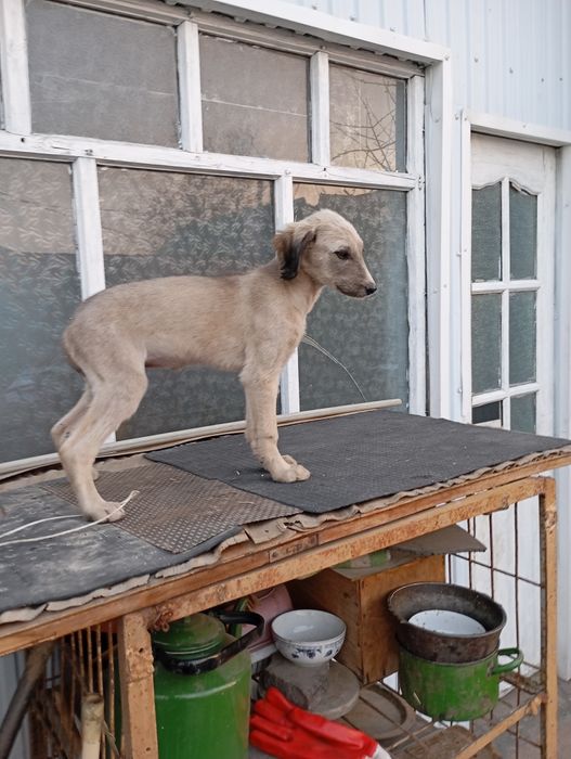 Продам щенка Тазы