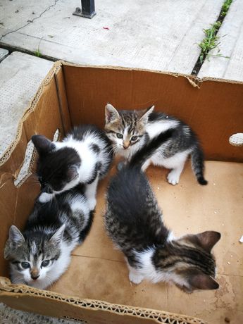 Donez pisici (doi băieței și două fetițe)