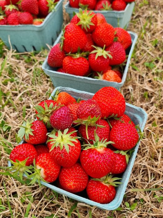 Stoloni de căpșuni – soi Premial