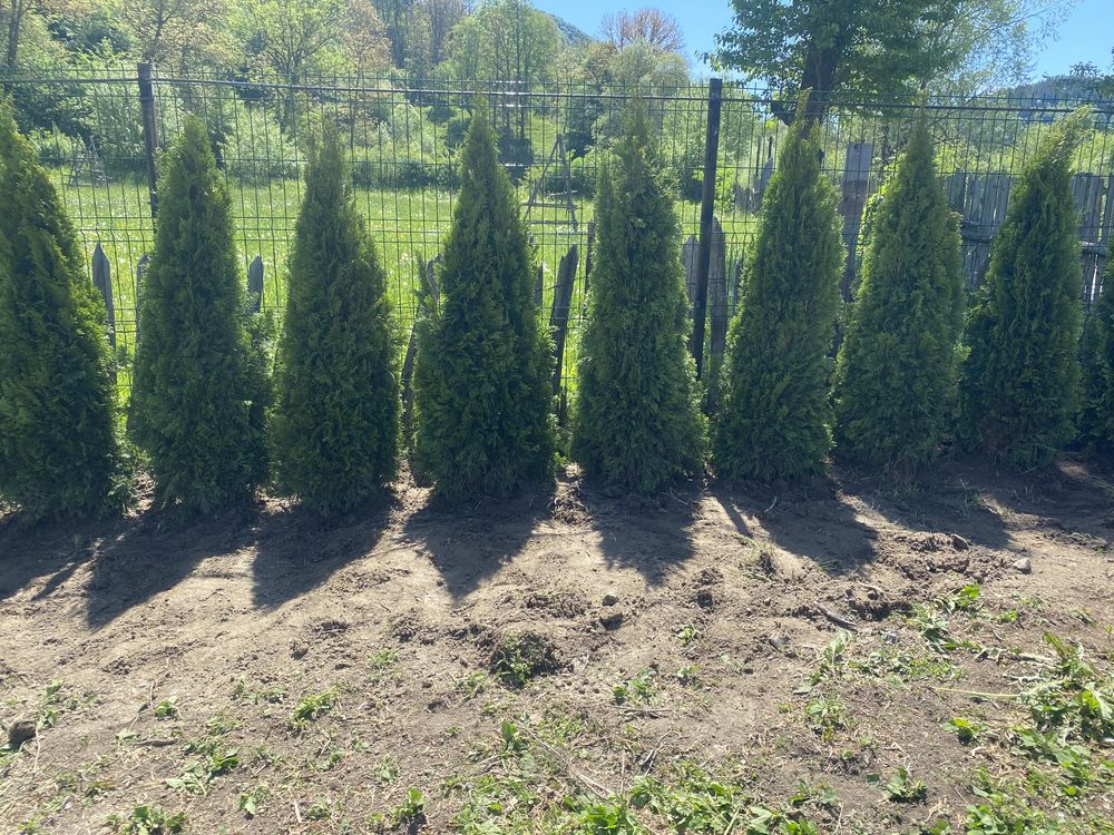 Tuia thuja extra calitate poze reale 100%