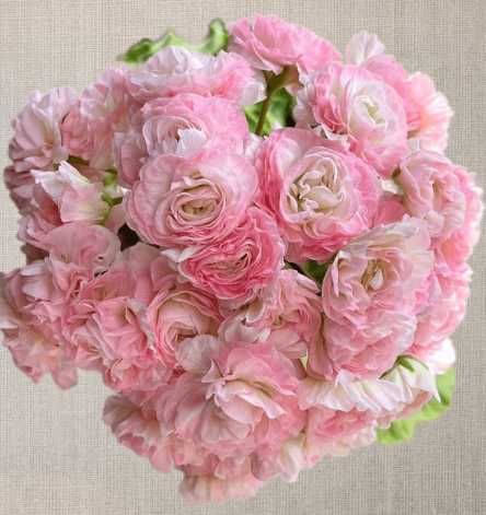 Пеларгония ТА Эммануэль