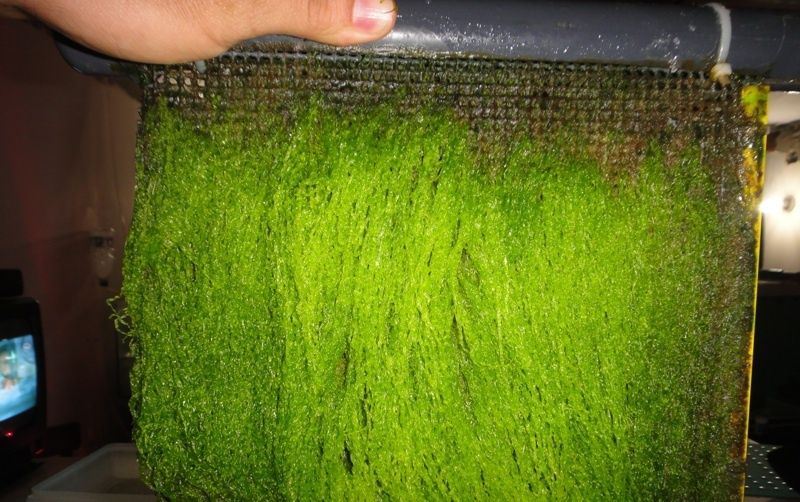 Scrubber de alge pentru acvarii