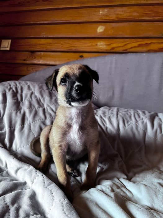 Бельгийский овчарка