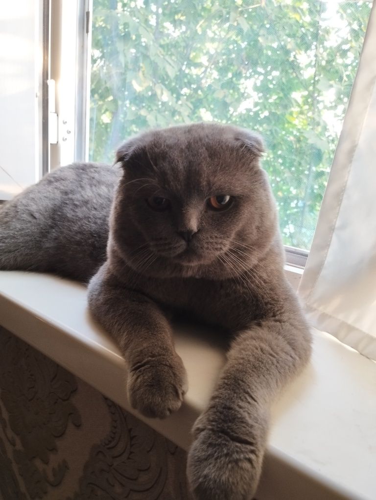 Кот на вязку, не продаётся. Сотилмиди