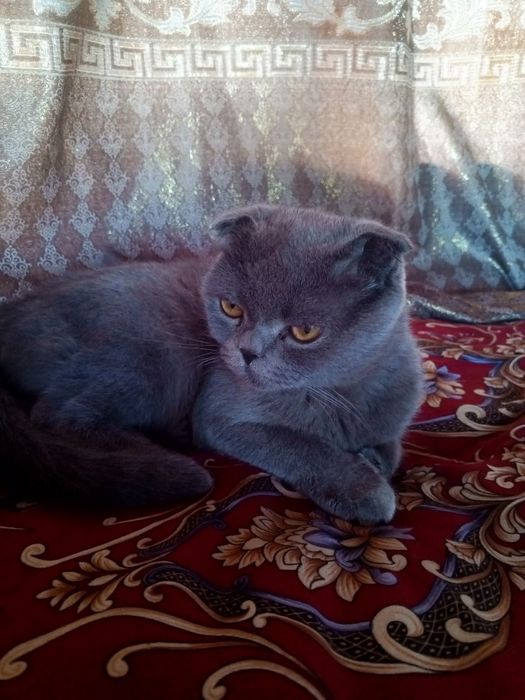 Mushuk sotiladi qiz bola