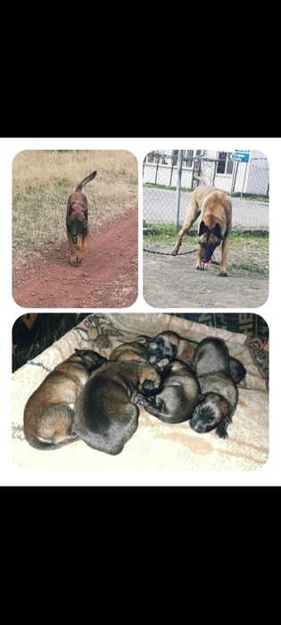 Белгийска овчарка-Малиноа