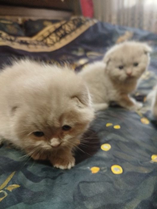 Продаются скотиш фолд