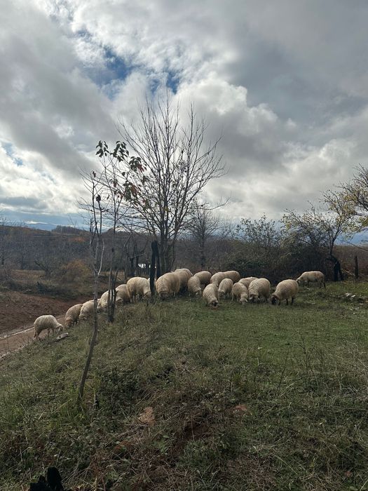 Vând la pachet oi și capre