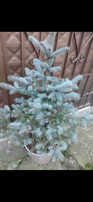 Сребристни елхи и смърчове